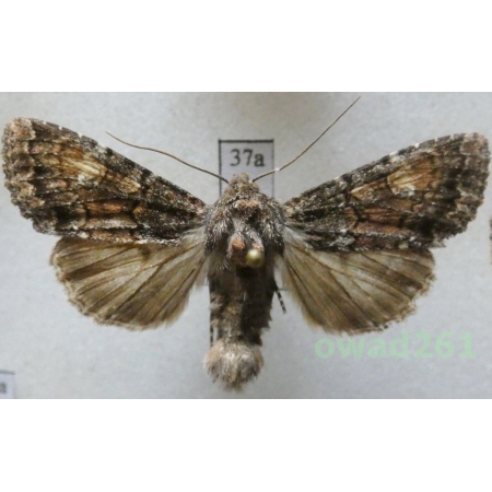 Apamea rubrirena (Treitschke, 1825) Czech37a